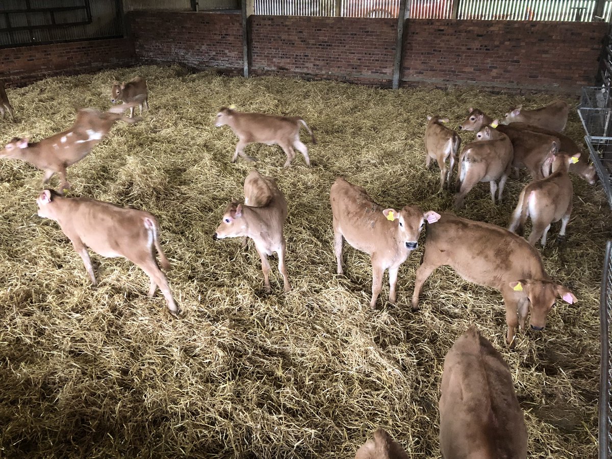 First group of Jersey heifers to be born here have been weaned this week. Compliments to <a href="/dairyexcellence/">Dairy Excellence</a> for their milk powder <a href="/LizHoggarth/">Liz Hoggarth 🇺🇦</a>