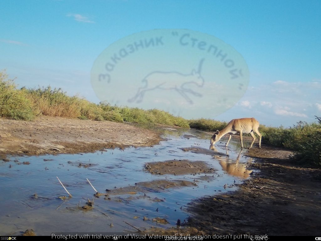 InstantWild's tweet photo. Ever wondered what lives on the #Steppe in #Russia?
You can get an insight into the #weirdandwonderful #wildlife of #Stepnoi on @InstantWild
https://t.co/m82cCGkb6q
#Saiga #Fox #Nature #CitizenScience #CitSci #ConservationAtYourFingertips https://t.co/3rYn6zaYr3