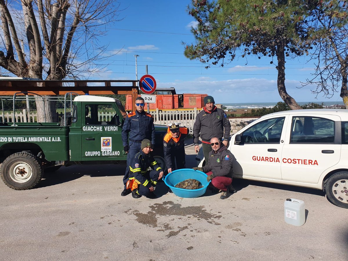 La mareggiata delle ultime ore l’aveva fatta spiaggiare sulla battigia antistante la Boat stazione di San Menaio. I volontari l’hanno salvata e consegnata ai militari della Capitaneria di porto. Dopo le cure del caso, tornerà libera nel suo mondo liquido. Una bella notizia.