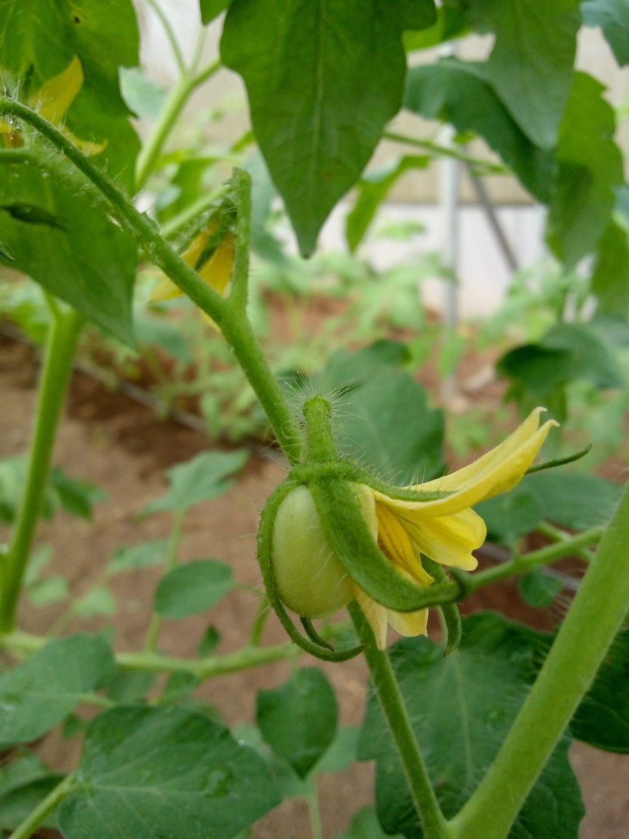 eccentricangela's tweet image. Agriculture is a business, career path, research world but, most importantly... A Necessity!
#TechShelta
#Agriculture
#Foodsecurity