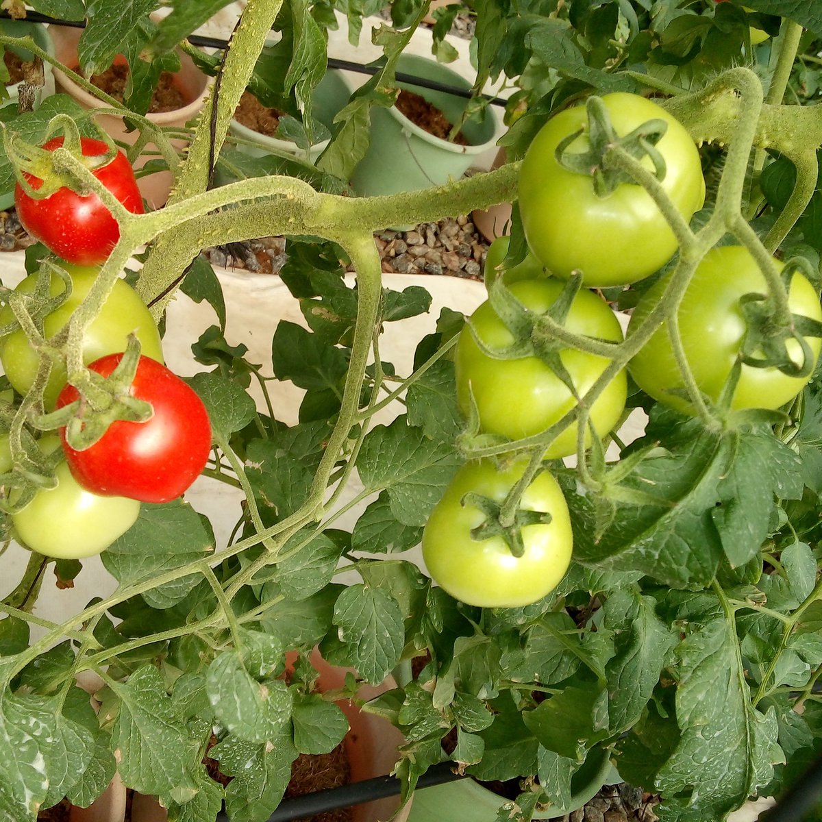 eccentricangela's tweet image. Agriculture is a business, career path, research world but, most importantly... A Necessity!
#TechShelta
#Agriculture
#Foodsecurity