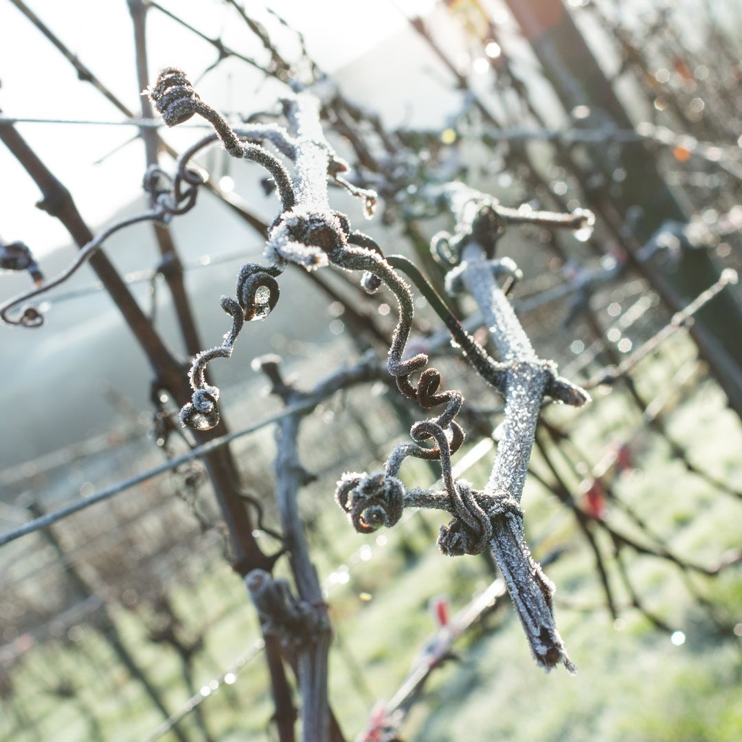 It might be #chilly, but we just love a #frosty morning in the #vines ❤️ ☀️