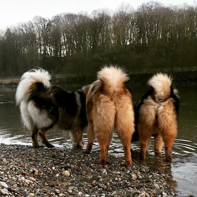 JoGraf's tweet photo. Auch von hinten immer ein schöner Anblick 😃 #eurasierfanshop  #eurasiersofinstagram #eurasierdog #eurasierofinstagram #eurasierlove #makemoments #hundeliebe #mydogiscutest #weeklyfluff #inspiredbypets #openmyworld #wildlifeplanet #doglover #dogs_of_i… https://t.co/Sjq0Arl05T https://t.co/L41Cl4Ouuo