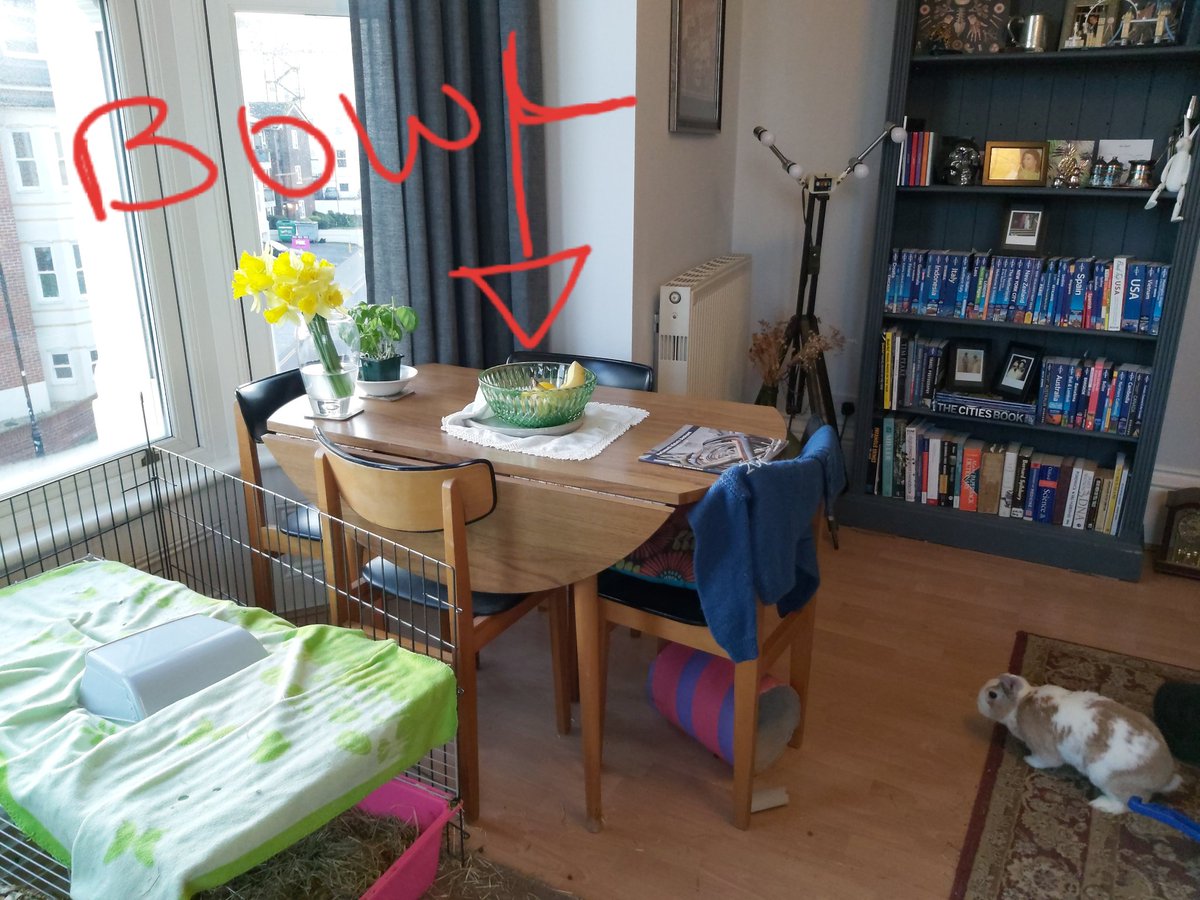 handsomeericbun's tweet photo. #csimummy launched a crime scene examination this morning when she found this banana & apple
She was quite panicked. She went to work at her forensics department & the prime suspect is ME??? LITTLE TINY ME. I cant get up there Help! #ednaisinnocent #bunob https://t.co/RU9Gr0UC9E