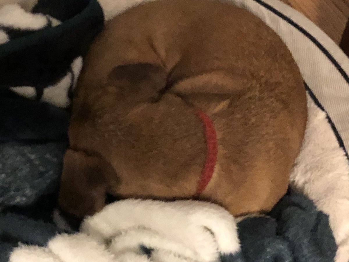 Snow day for Lakeview, Reeses wants to sleep in
