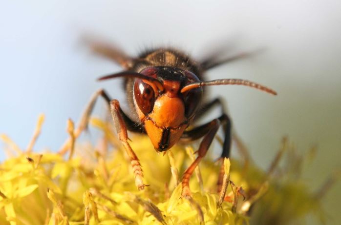 ❗ FIRST ASIAN HORNET OF THE YEAR FOUND ❗

The insect was discovered in Jersey on Sunday after apparently being disturbed from hibernation.

Last year, the first queen was spotted on February 6. 

If you spot one  email alertnonnative@ceh.ac.uk with photo.

📸 National Bee Unit