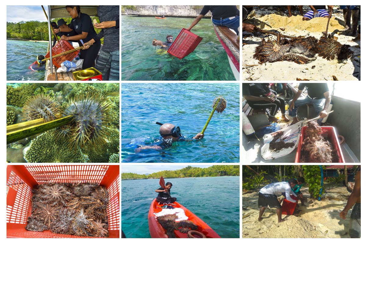 UPTD KKP Raja Ampat tweet media