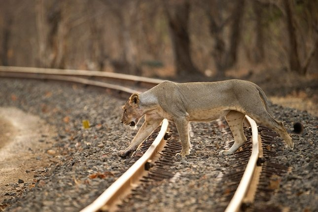 Another Gir Lion hit by a moving train dies; Death toll rises to two