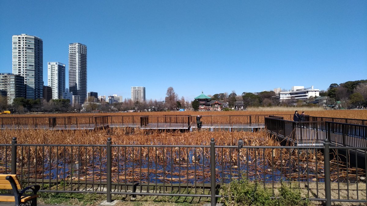 junjouaction's tweet photo. 不忍池（無蓮）。東京もくそ寒かった。 https://t.co/AQpecsJpBa