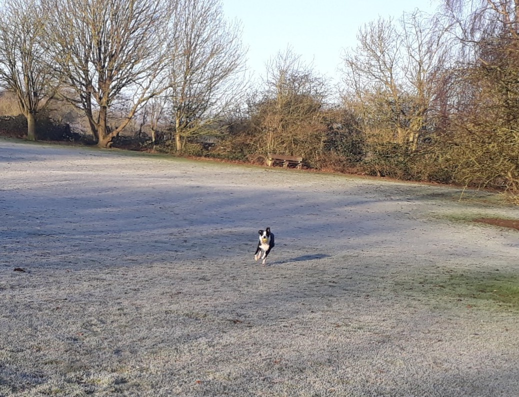 Poppythecollie1's tweet photo. This mornings zoomies was cold on the frosty grass but still fun as ever.
#colliesrule https://t.co/tVBXe6qvTY