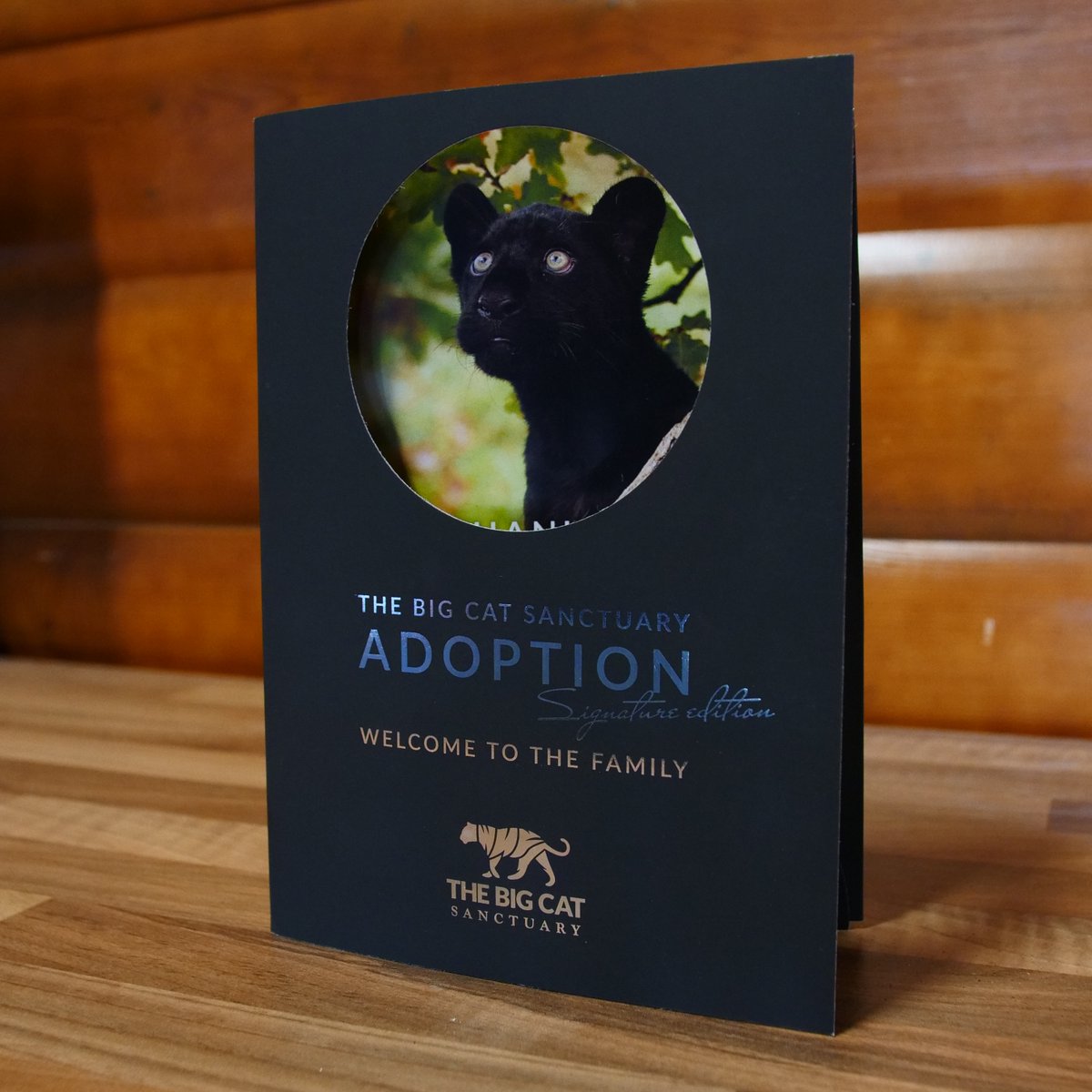 TheBigCatSanct's tweet image. COMPETITION TIME! 🎉
To enter, simply follow us &amp;amp; RT this post for your chance to win a Signature @MayaThejaguar Adoption Pack. Enter by Sat 8 Feb at 12pm. Good luck 🐾
#Competition #TheBigCatSanctuary