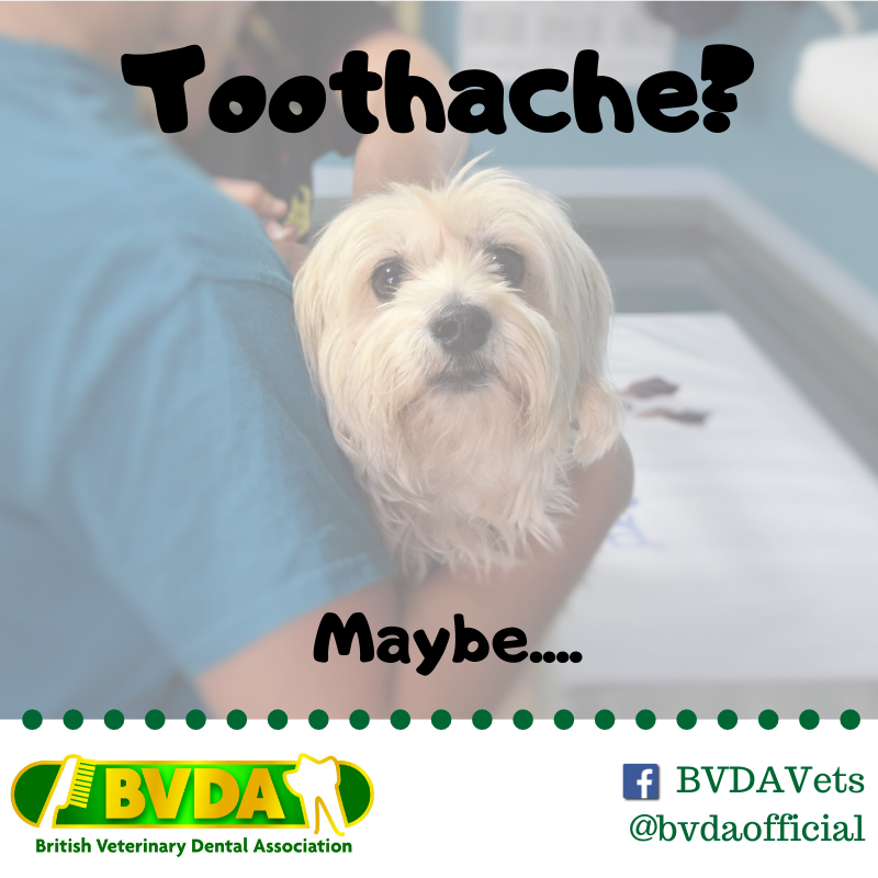 bvdaofficial's tweet photo. Dogs and cats with toothache rarely stop eating and hide pain very well, ask your vet to check your pets teeth and if they may be painful. #vets #pets #petdental2020 https://t.co/9vFK4OXouD
