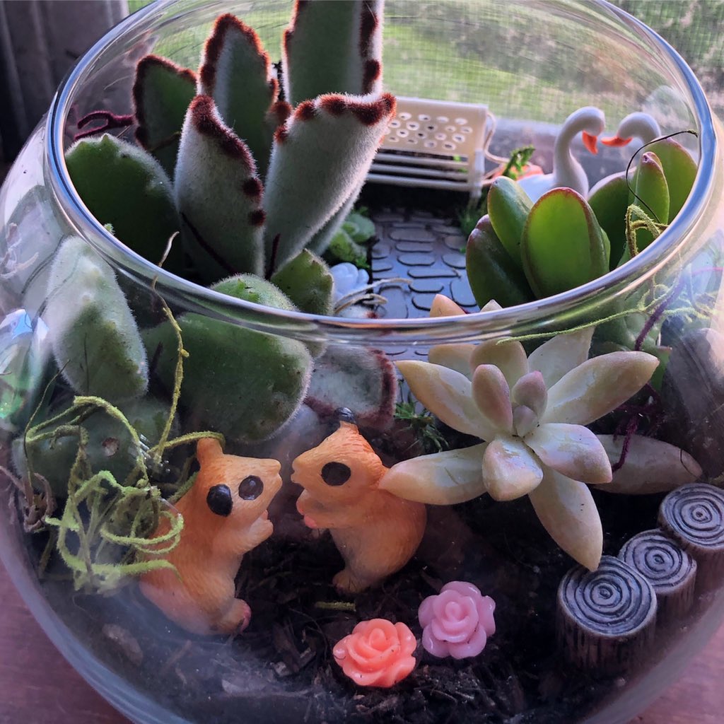 goalejandrago's tweet photo. You can purchase an already made or a diy terrarium for a creative date night! DM for deets!
#valentinesday #succulove #succulovers #succulents #succulent #succulentterrariums #terrarium #terrariums #valentinesgift #diy #datenight #solodatenight #bishesloveplants #crazyplantlady https://t.co/sLi7FotArP