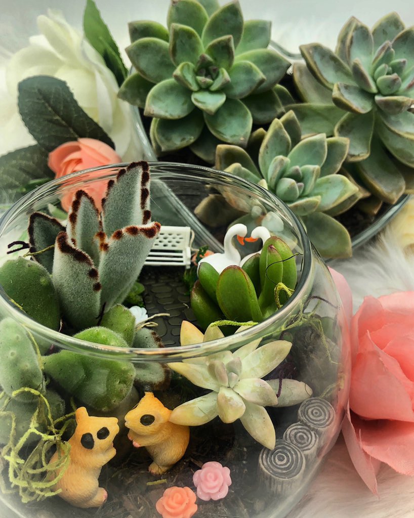 goalejandrago's tweet photo. You can purchase an already made or a diy terrarium for a creative date night! DM for deets!
#valentinesday #succulove #succulovers #succulents #succulent #succulentterrariums #terrarium #terrariums #valentinesgift #diy #datenight #solodatenight #bishesloveplants #crazyplantlady https://t.co/sLi7FotArP