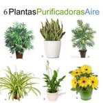 Image for the Tweet beginning: 6 plantas de interior que