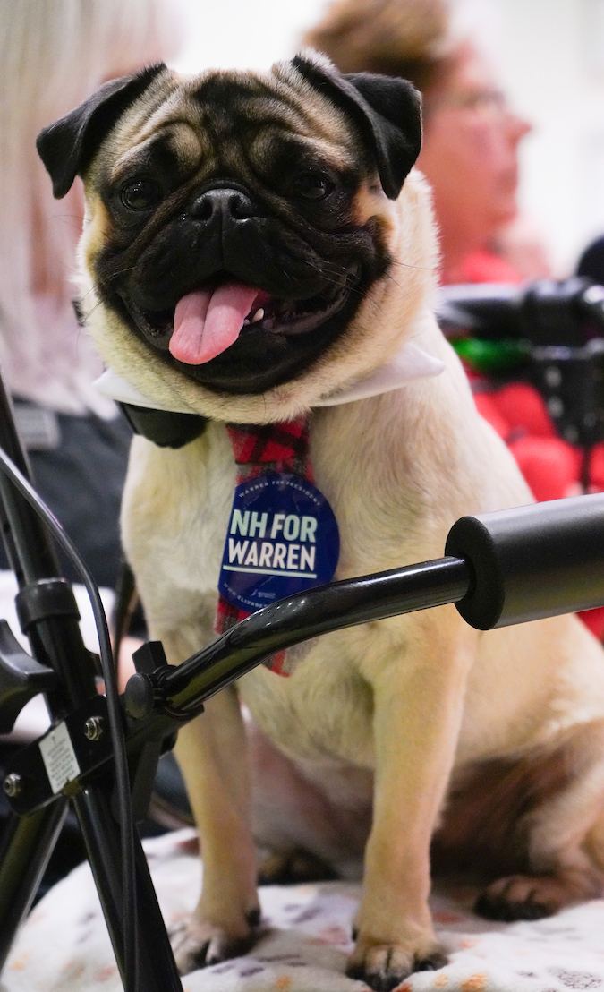 Pug wearing a New Hampshire for Warren sticker.