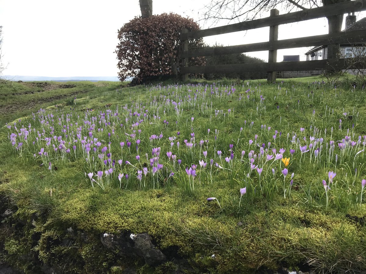 lole_simon's tweet photo. Lovely lunchtime walk in spring sunshine... seemed a shame to bypass the local pub!! #anotherthursday https://t.co/W1axJstc6k