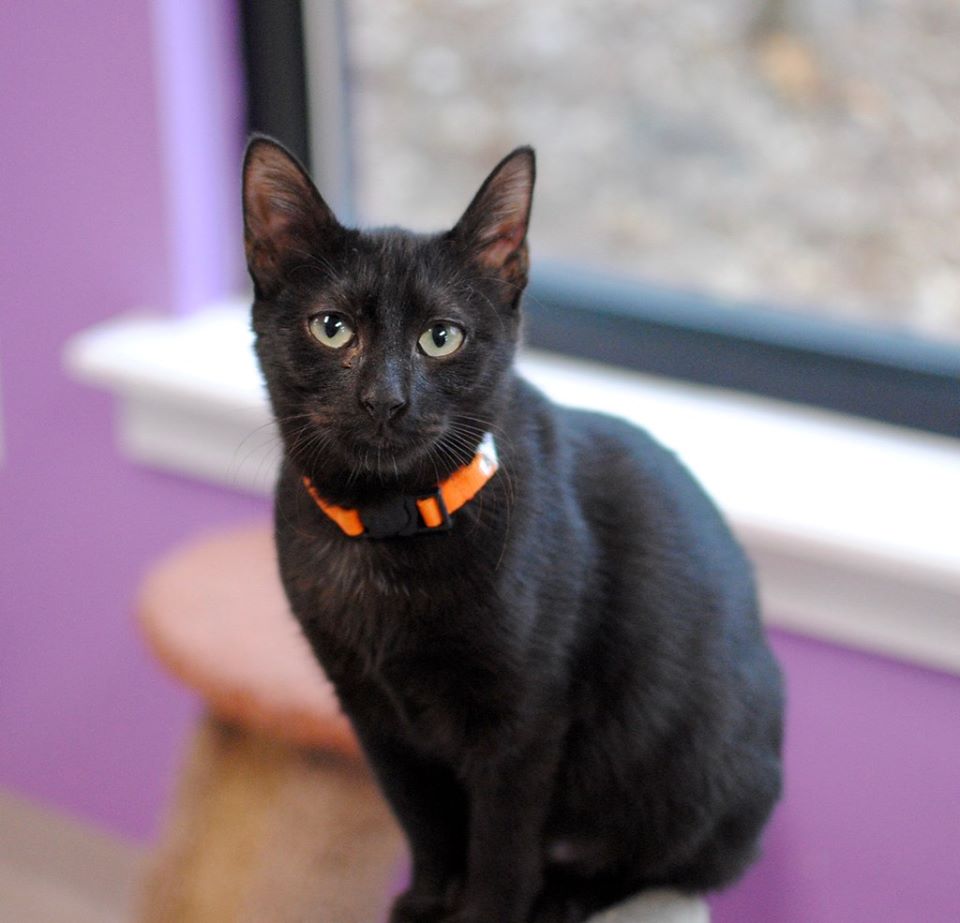 Good Mews tweet media