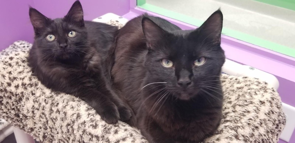 Good Mews tweet media