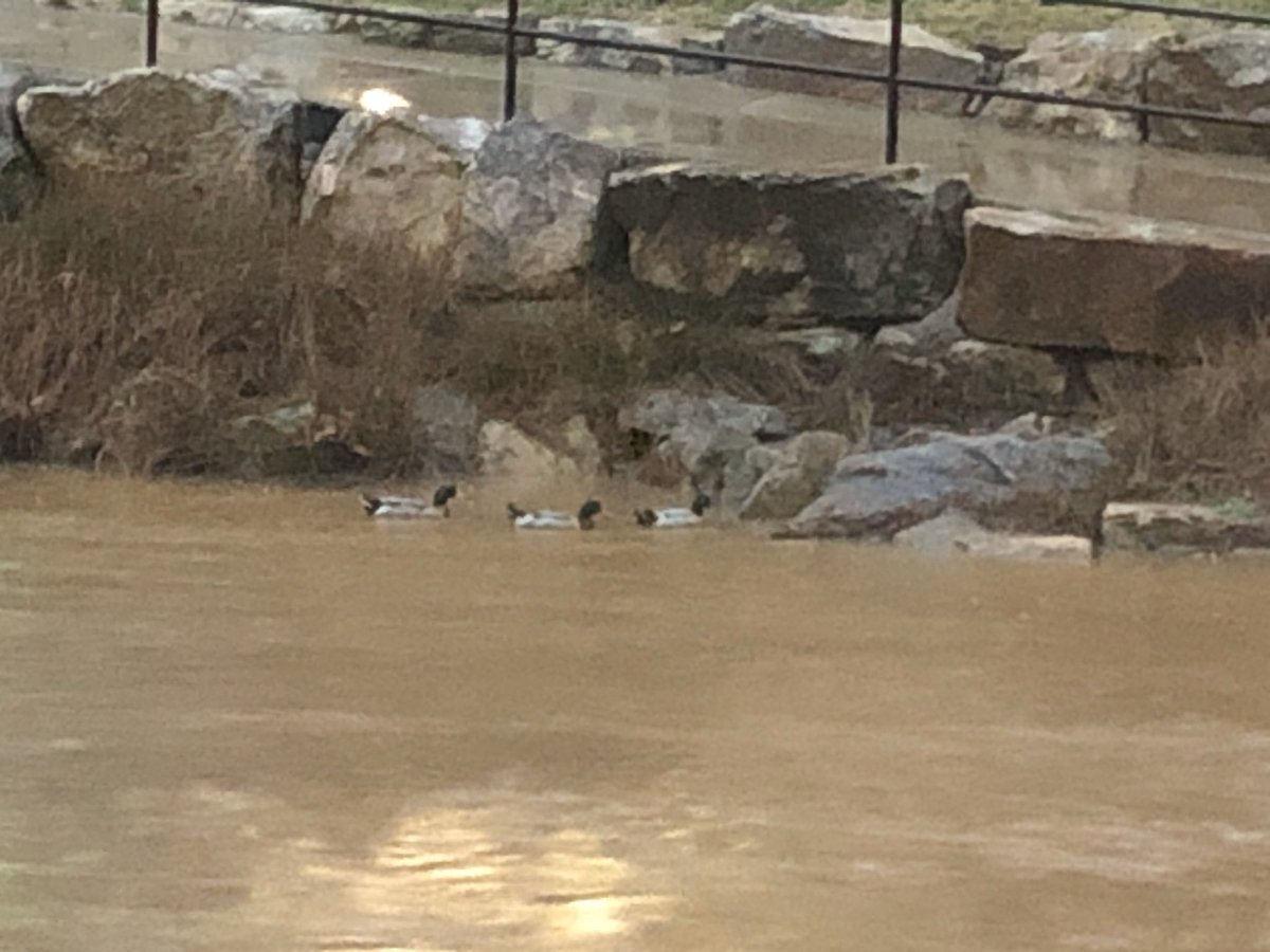 Daylight now and Reedy River is rising in <a href="/CityGreenville/">City of Greenville</a> Thursday morning. <a href="/CScarpelliTV/">Christine Scarpelli</a> <a href="/goodphotog/">Ryan Goodman</a> are there live on <a href="/WSPA7/">WSPA 7NEWS</a> #CarolinaMorning 🌧🌧🌧🌧
