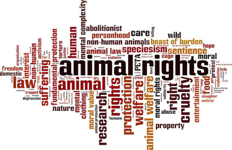 GreyBeardedV's tweet photo. "It doesn't matter how the reform is framed, by asking for it in the first place, relegates the particular animals to being property." https://t.co/3QVt9xYRyY https://t.co/dUOr2jjDAi