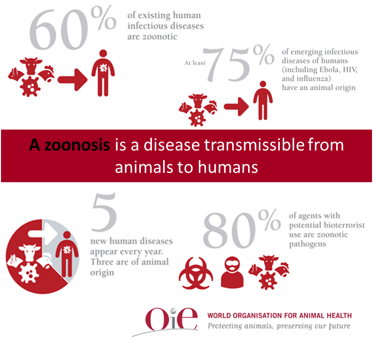 Health4Animals's tweet photo. Zoonosis affect 1 out of 3 people on the earth each year....

But, what exactly is a zoonosis? 

This great graphic from @OIEAnimalHealth has the answer! https://t.co/p7n9EHDAOu