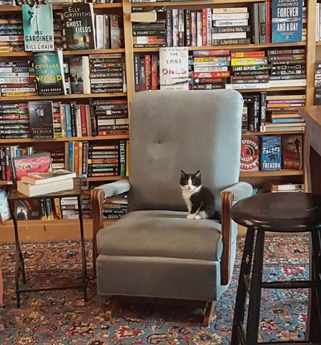 casadellibro's tweet photo. Una librería en Canadá está habitada por gatos que los clientes pueden adoptar 👉 

¿Qué os parece la iniciativa? https://t.co/KVDDmqd42i