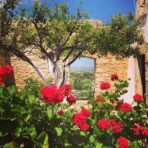 PureCreteAptera's tweet image. Flowers of Crete &amp;amp; Walking in Crete - book your place now for one of our spring special interest holidays: purecrete.com/69/special-int… #crete