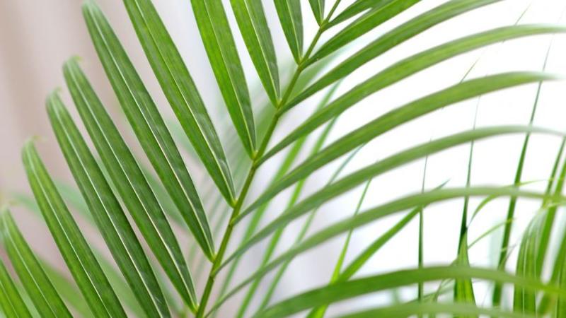 gardenencasa's tweet photo. La Areca: un toque elegante y tropical a tu salón u oficina. https://t.co/sc9jIUiShG #plantas #jardin #interiorismo #decoracion #arecas https://t.co/3G3E02R7eM