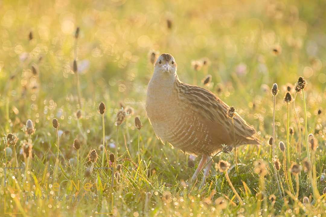 LexieNewPhoto's tweet photo. Corncrakes are very rarely seen but are more often heard by their distinctive 'crex crex' call. #wildlifephotography #ThrowbackThursday https://t.co/nEaYUlDEcC