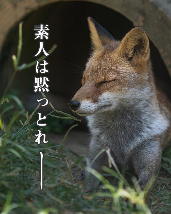 エーオーブン Aoven さん がハッシュタグ 素人は黙っとれ をつけたツイート一覧 1 Whotwi グラフィカルtwitter分析 エーオーブン Aoven さん がハッシュタグ 素人は黙っとれ をつけたツイート一覧 1 Whotwi グラフィカルtwitter分析