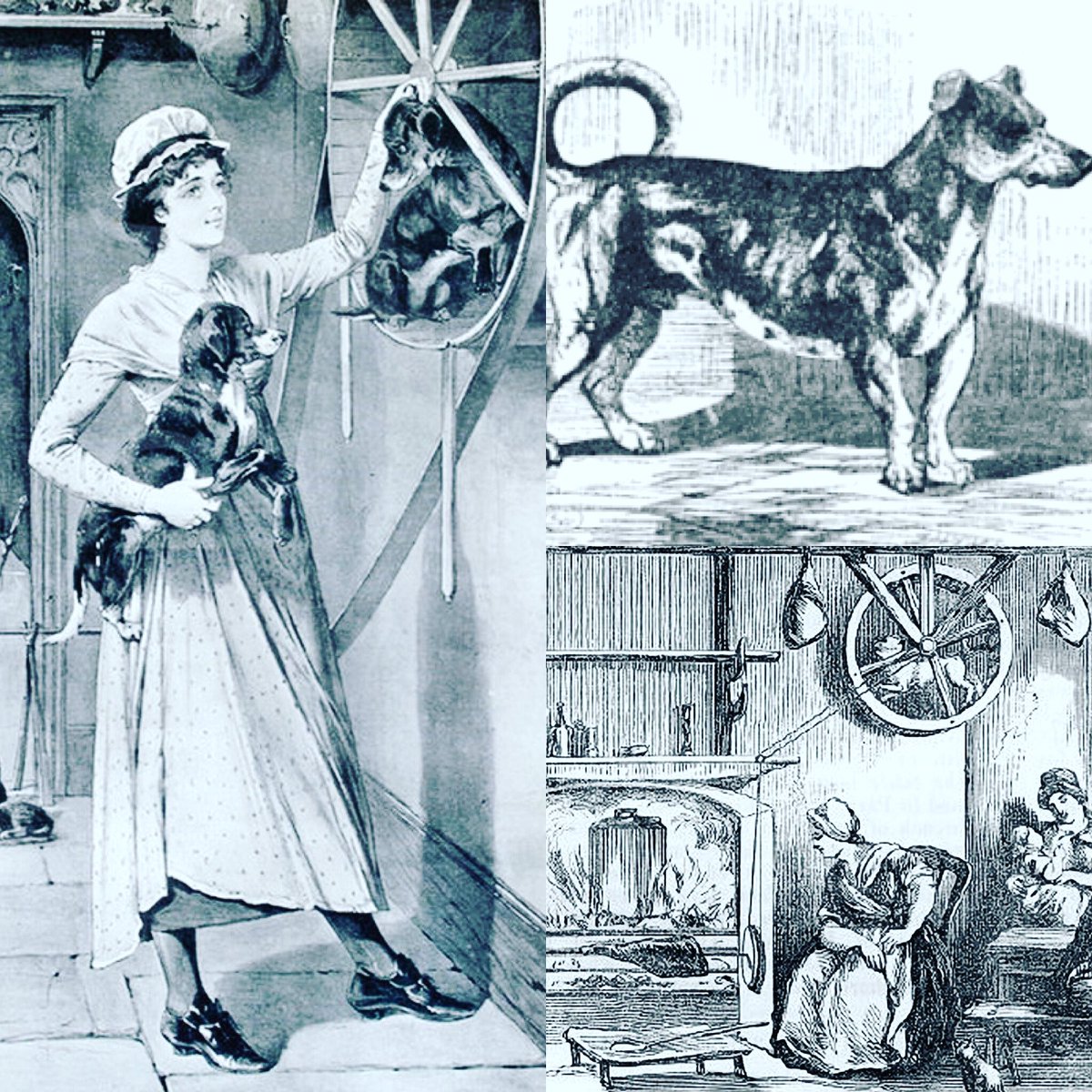 The History Cache Podcast On Twitter The Turnspit Dog Was Bred To Run On A Wheel That Turned Meat So It Would Cook Evenly Open Fire Roasting Required Constant Turning Of The Spit