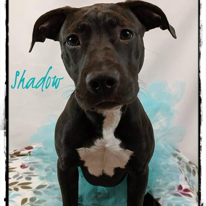 LCPitCrew's tweet image. ADOPT