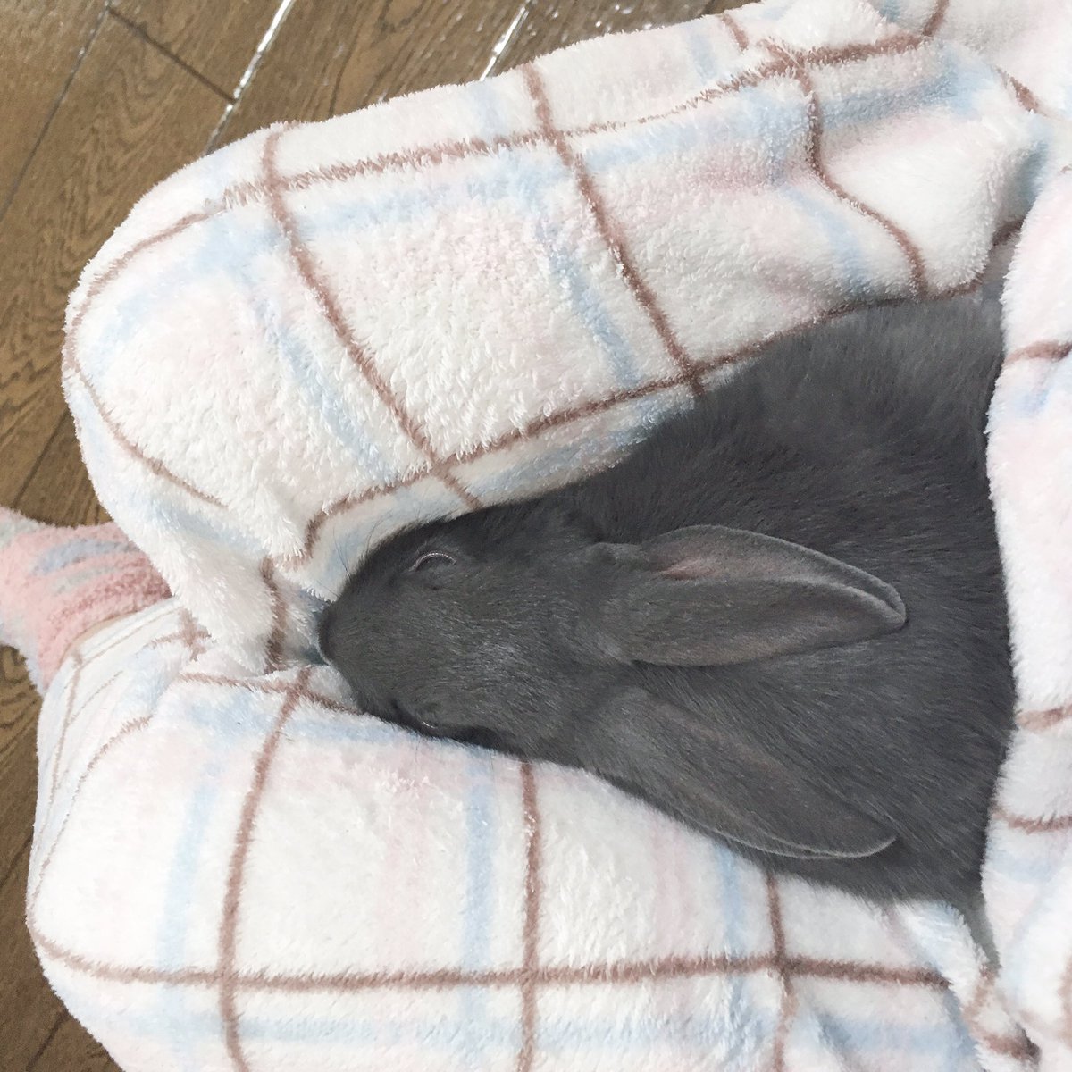 aoiUouoU's tweet photo. #うさぎのいる生活
#うさすたぐらむ
#うさぎと暮らす
#うさぎ
#ミニうさぎ
#うさぎ好きさんと繋がりたい
#rabbit
#grayrabbit https://t.co/6tylR2V6G8