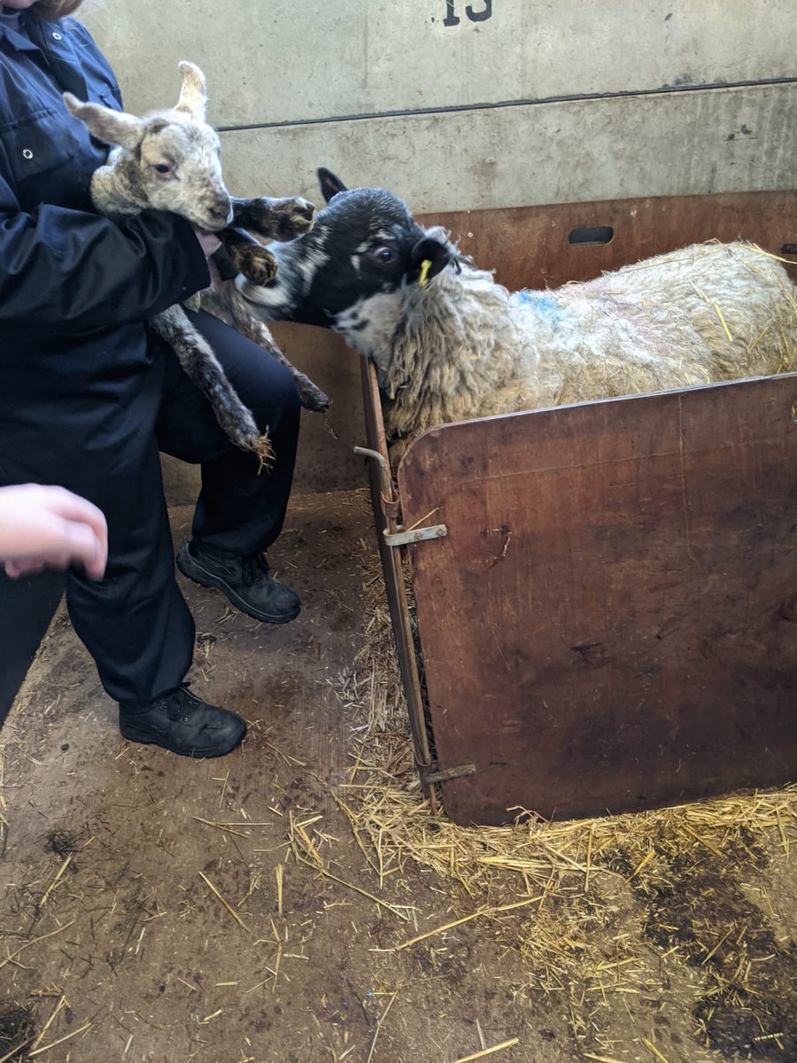 OFL_PRU's tweet photo. @OFL_PRU some our year 9 students loved being the lambing sheds today @Reaseheath. They got to hold a few day old lambs. 🐑😍🐑😍😍#itfeelslikespring https://t.co/xy21Pnjk8z