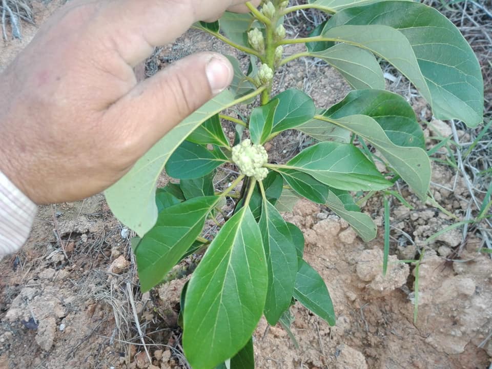 Viajan2vinales's tweet photo. En la #finca El #CACIQUE, ya florecen nuestras pequeñas matas de #aguacates
#calesa @Vinales_Tours #valleviñales #somoscuba https://t.co/lc3WgMfhzO