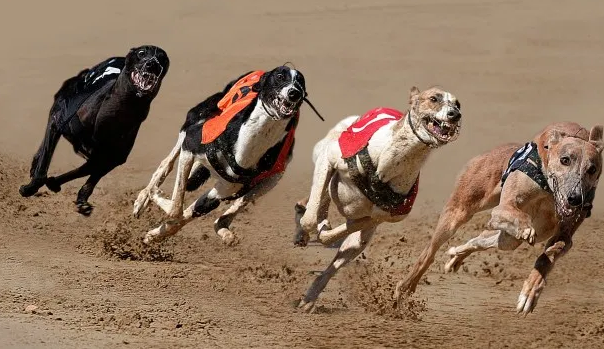 BetGeoffBanks's tweet image. We have the greyhound racing covered!

#Centralparkdogs
#Henlowdogs
#Crayforddogs
#Romforddogs
#Hovedogs
#Monmoredogs

Remember its covered by our BEST ODDS GUARANTEED offer m1s.geoffbanks.bet/#/promotions/B…

Bet with us on m1s.geoffbanks.bet/#/grey-hound-r…