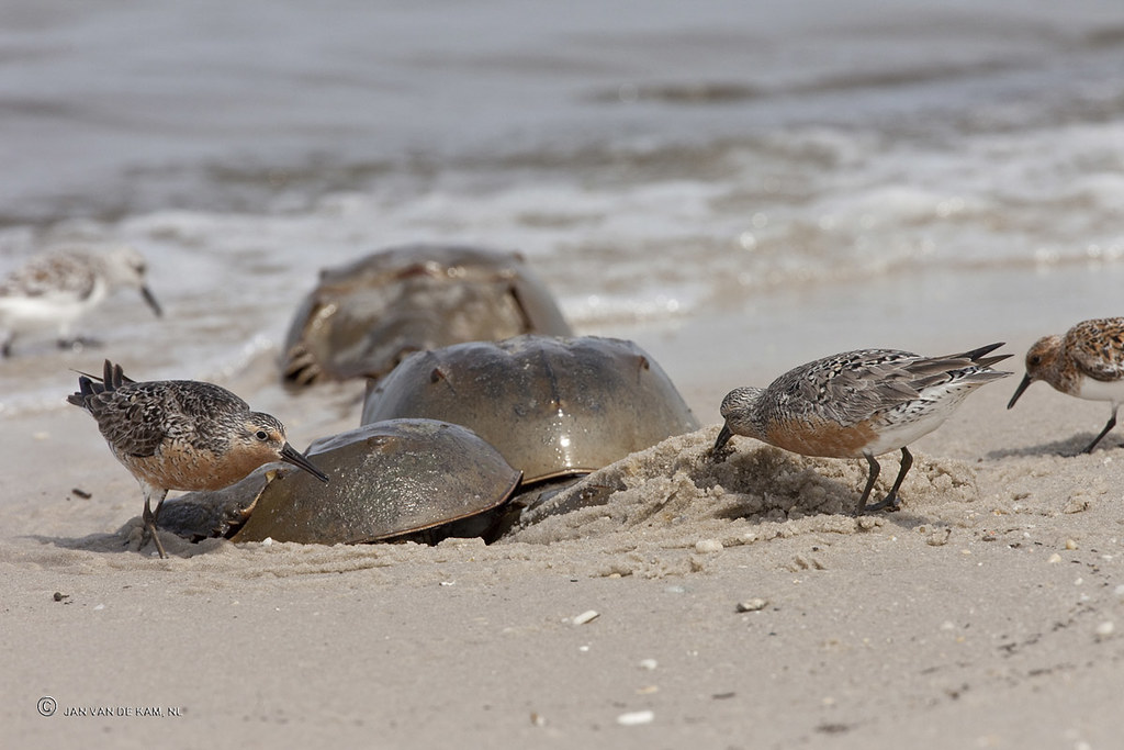 These concerns are also entangled with questions about declining horseshoe crab populations, coastal ecologies (such as shorebirds reliance on crab populations), and ultimately the sustainability of pharmaceutical supply-chains. Again, all often highly contested.