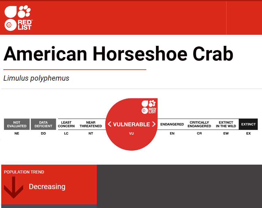 The Horseshoe crab has been classed as 'vulnerable' by the IUCN, with populations trending to 'decreasing'.
