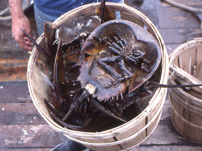 Yet there are also concerns that a rise in alternatives may return the crab’s status to that of fishing bait. As this article comments, “being valuable alive has obviously hurt the horseshoe crab in some ways. But having no economic value at all is worse”  https://www.theatlantic.com/technology/archive/2014/02/the-blood-harvest/284078/