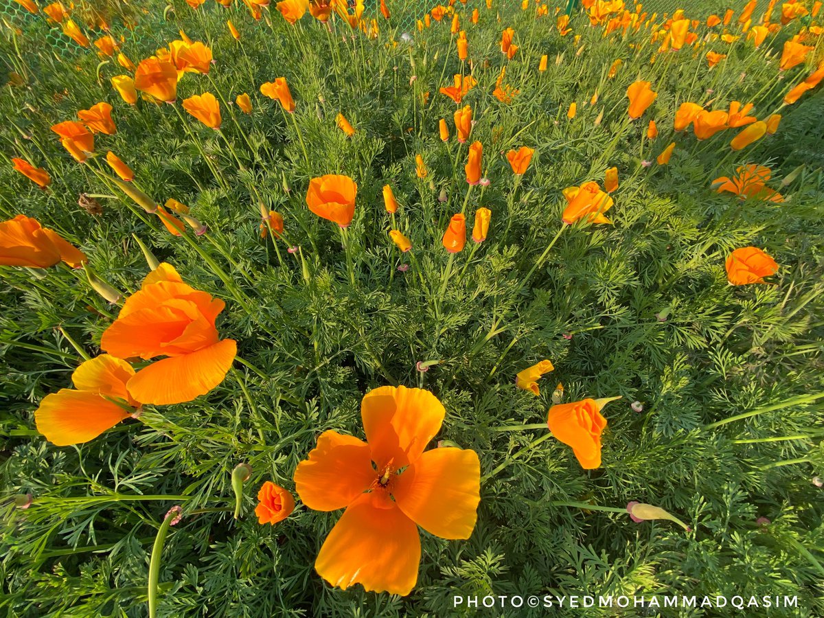 Showy cup-shaped flowers in brilliant shades of red,orange& yellow are called #CupofGold #GoldenPoppy & #CalifornianPoppy .State flower of California,CupOfGold leaves are used as food garnish while the seeds are used in cooking.
Flowering in #Delhi these days 
#NatureWalks