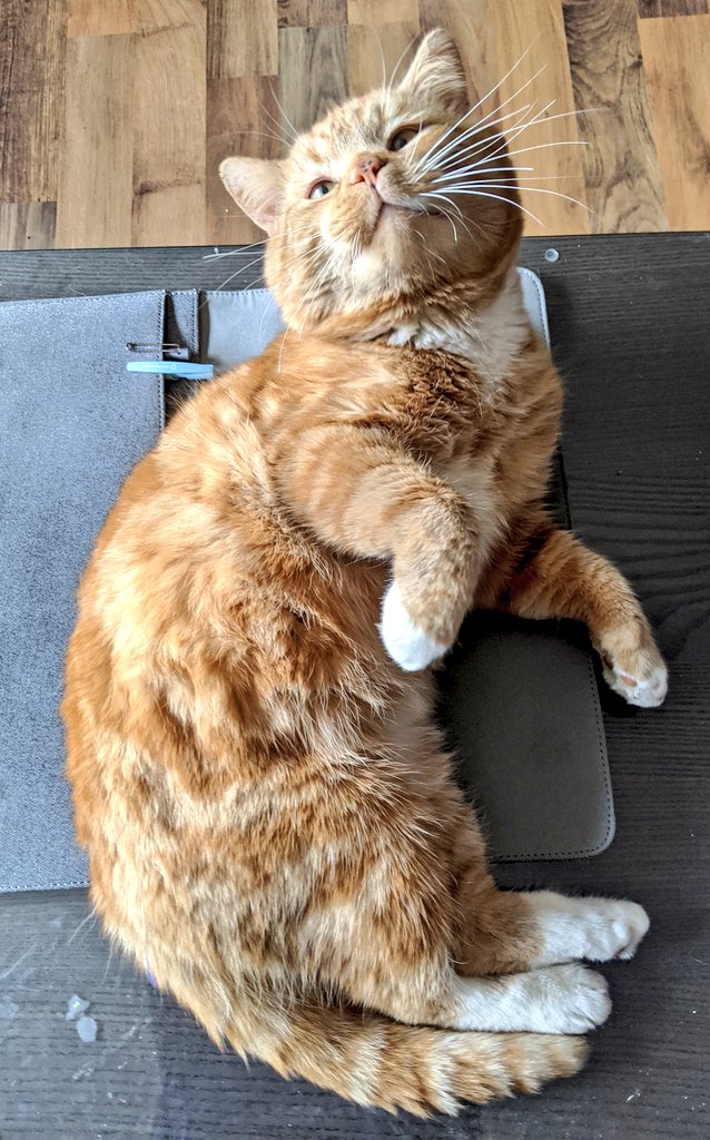 Bilbo lies on a laptop bag and looks up lovingly past the camera. He says "Occupying your laptop bag? You can't work! Stay home and pet your boy!"