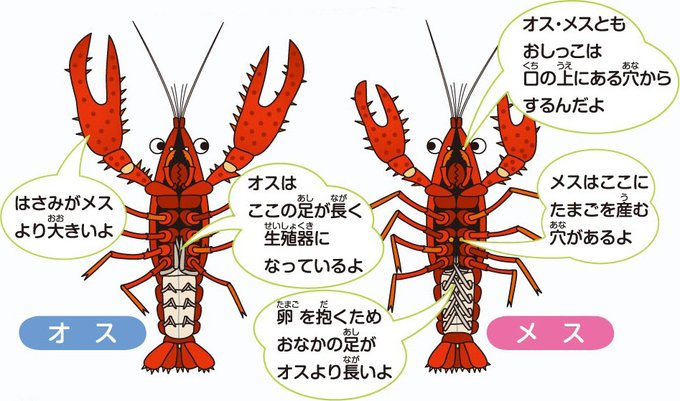 ミジンコのtwitterイラスト検索結果 古い順