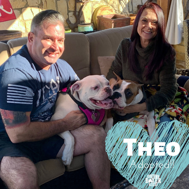 CowtownBoxerRes's tweet photo. ADOPTION CELEBRATION! Theo has landed with his amazing forever family! There are a lot of smiles and tongues in this photo, and that means JOY JOY JOY! Congrats Theo, we are so happy for you little fella. No more living on the streets and scouring for food for you. Happy life! https://t.co/OWz4Bm6tH0
