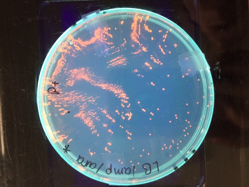 framacademic's tweet photo. All Year 13 Biologists successfully transformed bacteria, well done @TSNphil @ABEProgOffice @STEM_UH #biotechexperience https://t.co/AtrrSTCrVM