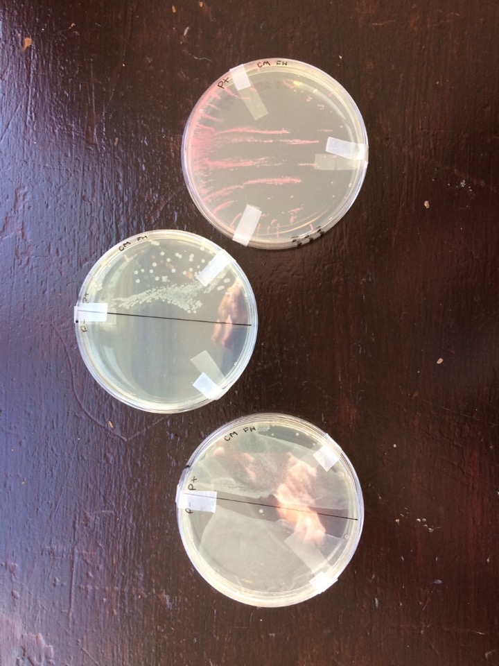 All Year 13 Biologists successfully transformed bacteria, well done <a href="/TSNphil/">Dr. Phil Smith</a> <a href="/ABEProgOffice/">Amgen Biotech Experience (ABE) Program Office</a> <a href="/STEM_UH/">Centre for STEM Education</a> #biotechexperience