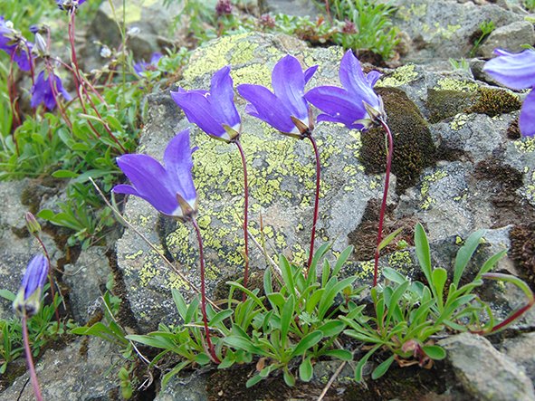 NHM Systematics & Biodiversity tweet media