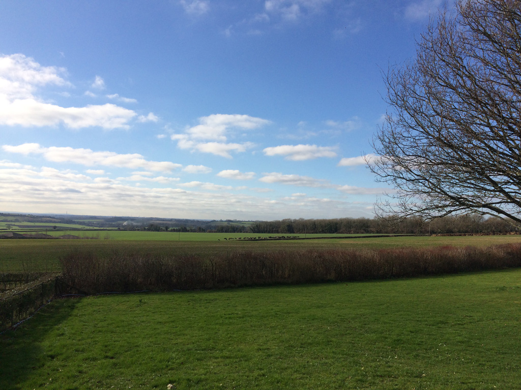 A view from the cottages of the dairy herd in their new pasture