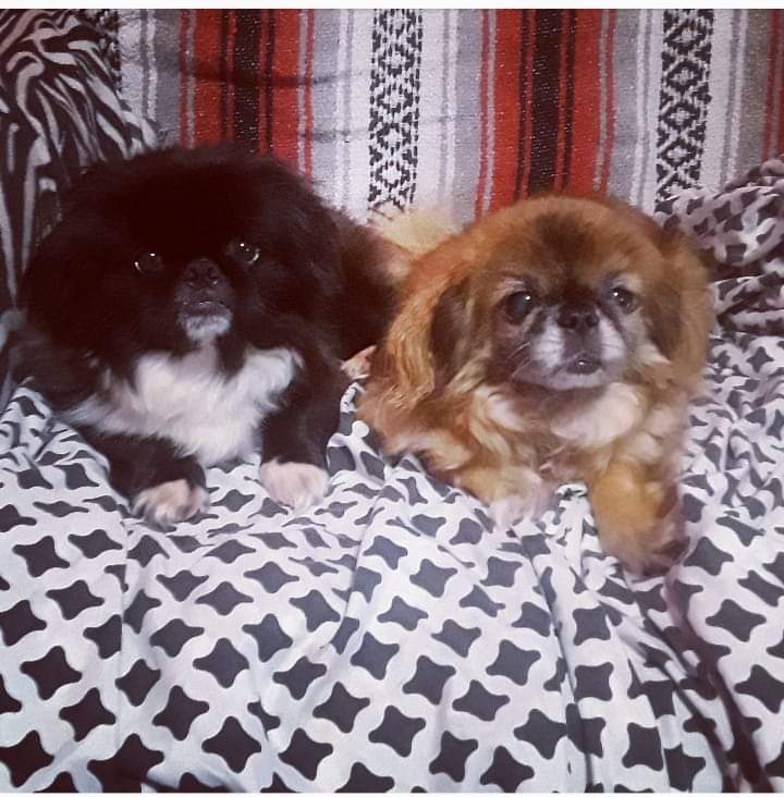BeccaJean513's tweet photo. Whiskey &amp; Reznor are best buddies!! #pekingese https://t.co/TwhpNtxXmZ
