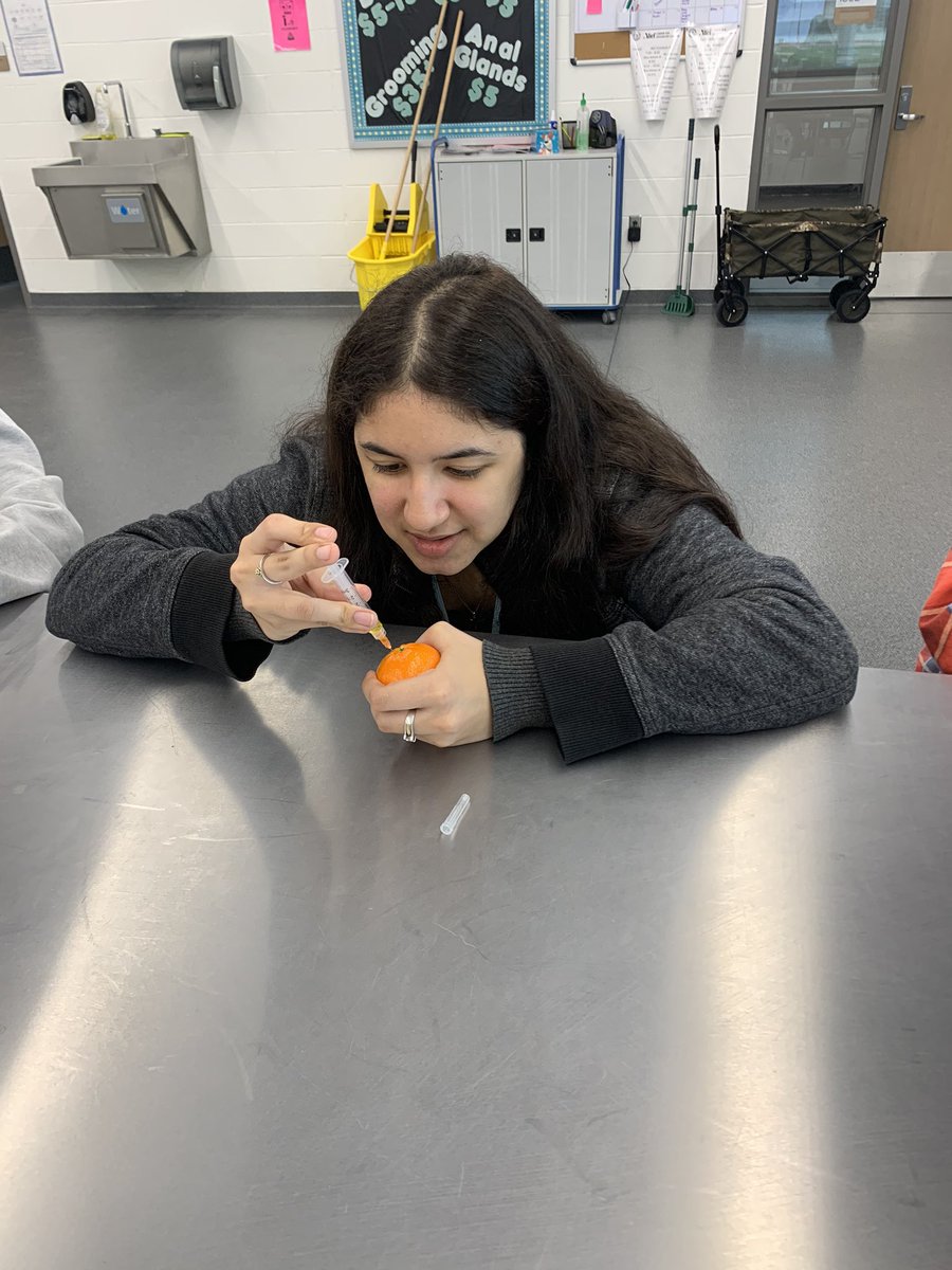 AliefVetScience's tweet photo. Students in class this week practiced giving intramuscular injections on oranges. @AliefISD @AliefFfa @Alief_Career @AliefCTE https://t.co/WJSCAus4b3